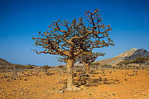乳香树,保护区,岛屿,索科特拉岛,也门,亚洲