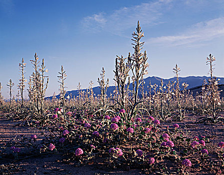 加利福尼亚,沙子,马鞭草属植物,野花,稀有,沙漠,百合,树林,沙丘,莫哈维沙漠,大幅,尺寸