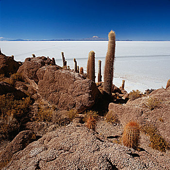仙人掌,岩石上,排列,荒芜,蓝天,盐湖,乌尤尼盐沼,玻利维亚
