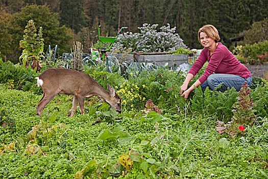 狍子,狍属,鹿,5个月,母亲,花园,地区,莱茵兰普法尔茨州,德国,欧洲