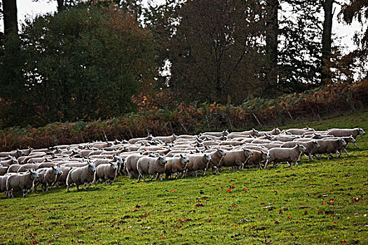 大,羊群,土地,诺森伯兰郡,英格兰