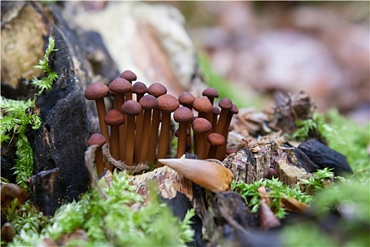小,暗色,蘑菇