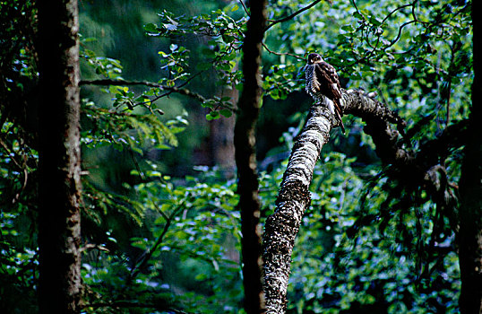 雀鹰,树林,芬兰