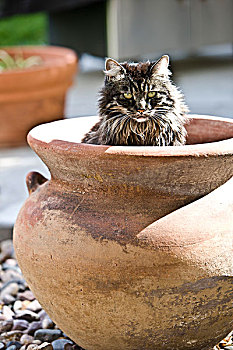 猫,种植器皿