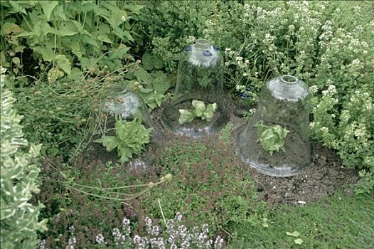 菜园,植物,沙拉,玻璃罩