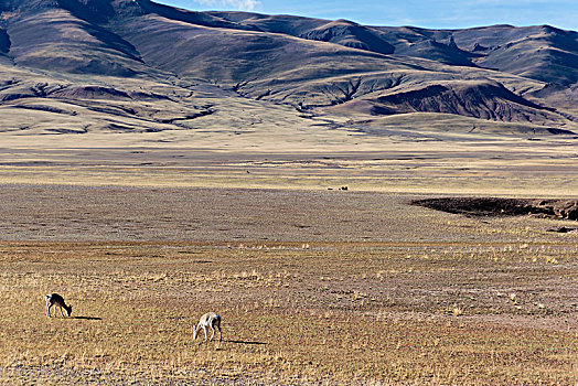 藏北风光-雪山下的藏羚羊