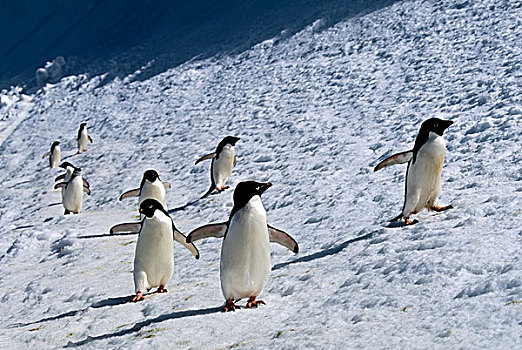 南极,南,奥克尼群岛,岛屿,阿德利企鹅,帽带企鹅,走,雪堤