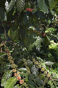 阿拉伯咖啡,咖啡种植园,清莱,省,北方,泰国