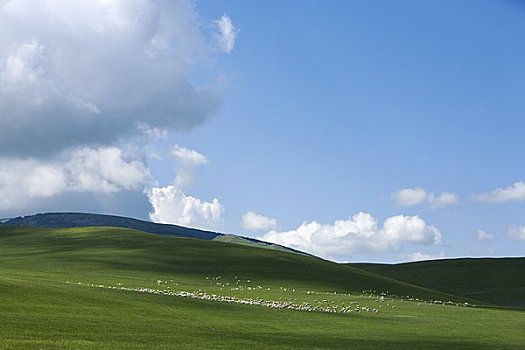 绵羊,山羊,放牧,草地,内蒙古,中国