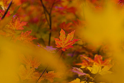 深秋,黄色,橙色,红叶,枫树,秋色,俄勒冈,美国,北美
