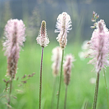 花,特写