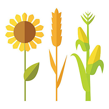 向日葵,小麦,玉米,矢量,设计,传统,农业,农作物,插画,有机农牧,工业,杂货店,广告,标识,象征
