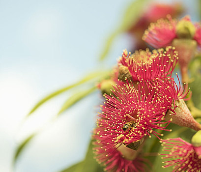 澳大利亚,自然,蜜蜂,红花,橡胶树