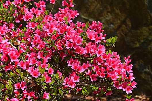 杜鹃花