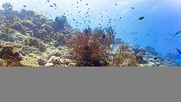 珊瑚礁,鱼,热带,海洋,水下