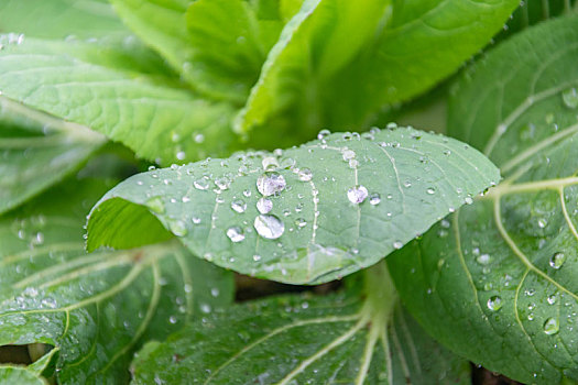 叶子上的雨水