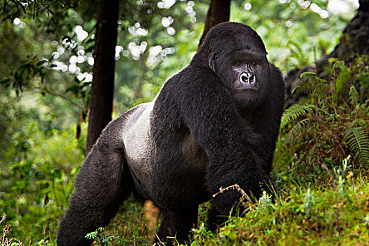 非洲,卢旺达,山地大猩猩,大猩猩,银背大猩猩,多,户外,水牛,墙壁
