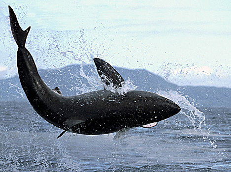 大白鲨,沙鲨属,跳跃,抓住,海豹,福尔斯湾,南非