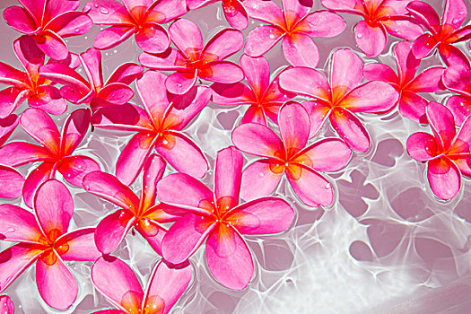 粉色,鸡蛋花,漂浮,水中,毛伊岛,夏威夷,美国