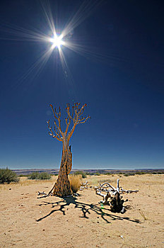 死,震动,树,纳米比亚,非洲
