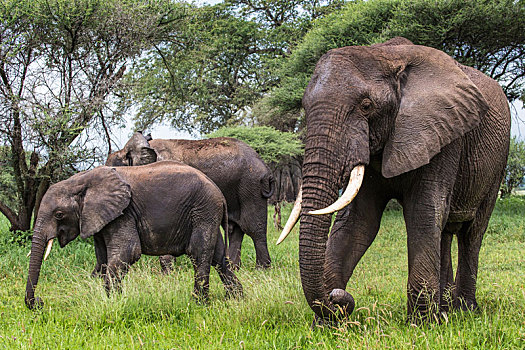 非洲象,塔兰吉雷国家公园,坦桑尼亚