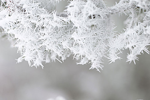 特写,冰冻,松树,枝条,遮盖,粗厚,白色,白霜,模糊背景