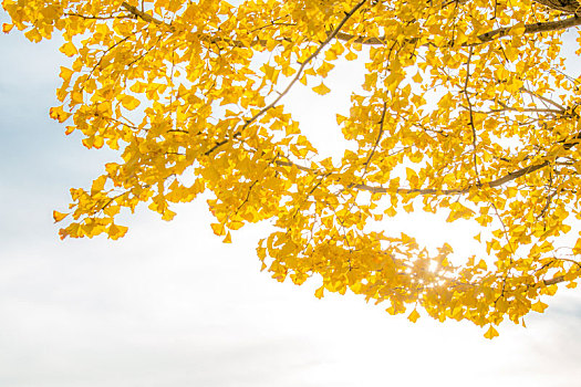 银杏,树,秋天
