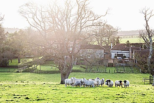 牧群,绵羊,草地,户外,英国,农舍