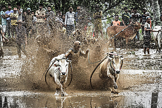 印尼,水田,乡村,传统,节日,围观,奔牛,奔跑