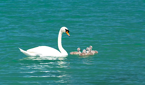 天鹅,家庭,巴拉顿湖,匈牙利