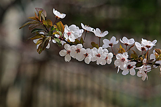 花卉百态