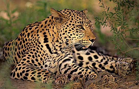 豹,卡拉哈迪大羚羊国家公园,卡拉哈里沙漠,南非