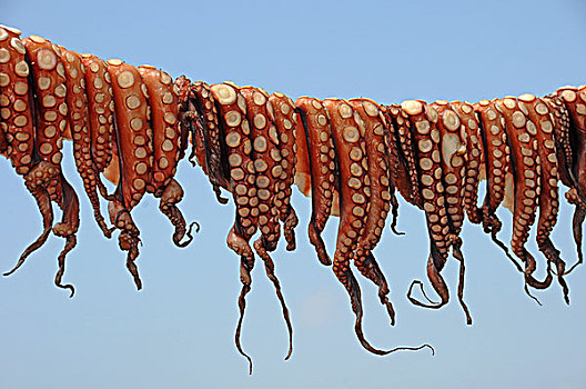 章鱼,向上,弄干,晾衣绳,曼德拉基港,希腊,欧洲