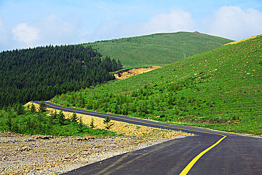 草原山柏油路松树林