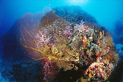 海洋,生活,珊瑚,礁石,斯米兰群岛,泰国