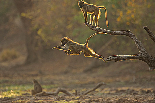 狒狒,黄狒狒,跳跃,黎明,国家公园,津巴布韦
