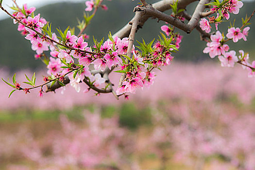 平谷桃花