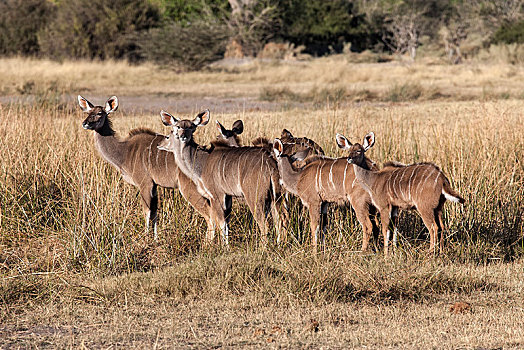 大捻角羚,雌性,莫雷米禁猎区,博茨瓦纳,非洲