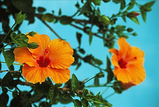 夏威夷,橙色,木槿,花,植物