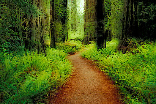 美国,加利福尼亚,杰迪戴亚-史密斯红杉树州立公园,小路,体重,小树林