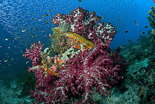 印度尼西亚,四王群岛,鱼群,鱼,游动,过去,珊瑚礁