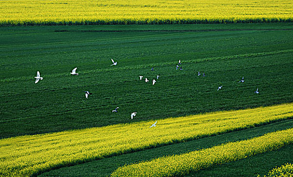 绿色田野里飞行的和平鸽