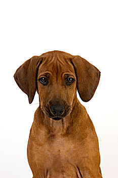 罗德西亚背脊犬,3个月,老,幼仔,白色背景