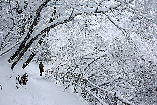 黄色雪韵