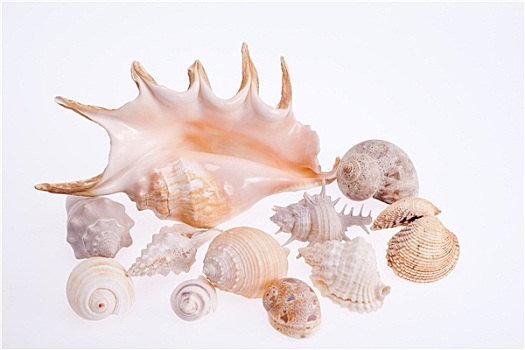 多样,海螺壳,隔绝,白色背景,背景
