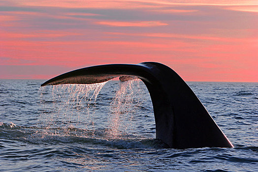 鲸尾叶突,南露脊鲸,正面,日落,瓦尔德斯半岛,巴塔哥尼亚,阿根廷,南美