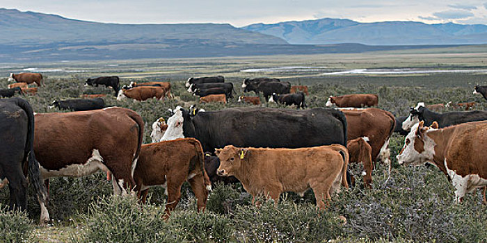 牧群,母牛,擦伤,地点,托雷德裴恩国家公园,巴塔哥尼亚,智利