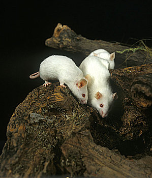 白鼠,小鼠,成年,站立,树桩