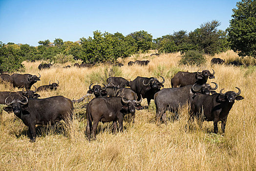 非洲,南非水牛,非洲水牛,牧群,灌木,莫雷米禁猎区,博茨瓦纳