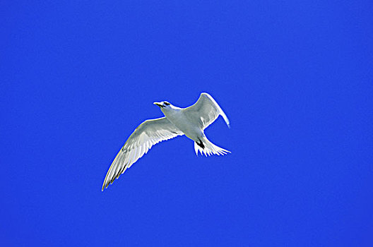 迅速,燕鸥,白色背景,澳大利亚